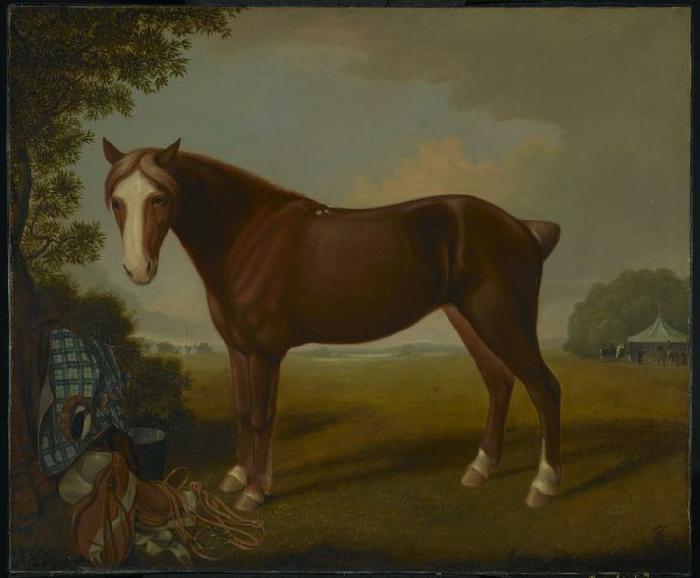unknow artist Portrait of a Horse oil painting picture